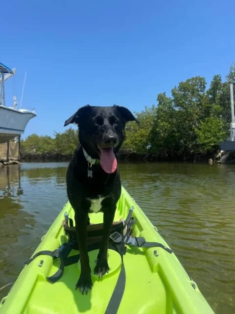 Layla, a black lab and border collie mix, riding on the front of a kayak